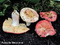 Russula decipiens-amf1744-2